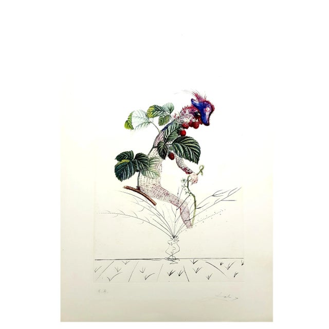 Framed salvador dali's lithograph raspberry dimensions: p. 57 x 37 cm sheet: 75 x 56 cm handsigned, ea (epreuve d'artiste)...