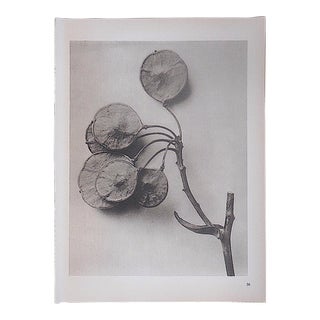 Vintage Modernist Botanical Photogravures by Karl Blossfeldt-Extreme Close-Ups of Flora C.1942 For Sale
