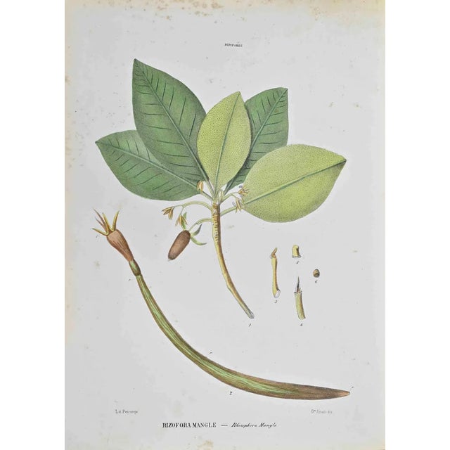 Vincenzo Tenore, Rizofora Mangle, Lithograph, 1870s For Sale