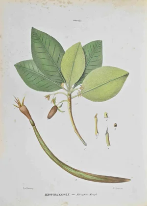 Vincenzo Tenore, Rizofora Mangle, Lithograph, 1870s