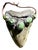 Roie Jaque Navajo Sterling Silver Turquoise Megalodon Tooth Pendant Necklace For Sale