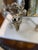 Vintage Silverplated Catering Coffee Urn With Lion Feet, Made in France For Sale - Image 10 of 14