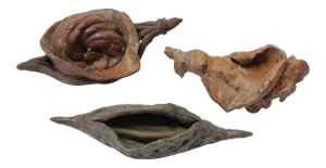 Set of Three Studio Ceramic Nature Study Artifacts