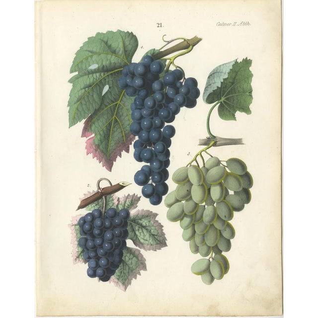 Mid 19th Century Dr. Calwer, Wine and Table Grapes, 1854, Chromolithographs on Paper, Set of 6 For Sale - Image 5 of 10