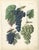 Mid 19th Century Dr. Calwer, Wine and Table Grapes, 1854, Chromolithographs on Paper, Set of 6 For Sale - Image 5 of 10