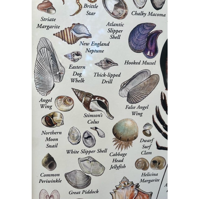 Wood Nautical Poster of Shells & Beach Life of the New England Coast Framed Under Glass For Sale - Image 7 of 9