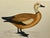 Antique Hand Tinted Bird Print From England Featuring a Ruddy Shieldrake Duck - Circa 1880 For Sale - Image 10 of 11