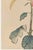 Golden Spider Chrysanthemum by Hasegawa Japanese Botanical Art Print, 40" X 60" For Sale - Image 4 of 11