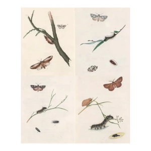 Antique English Butterfly & Moth Engravings - Set of Four