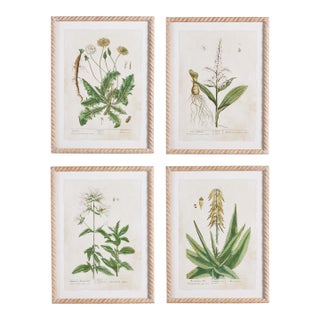 Vintage Botanical Study, Set Of 4 For Sale