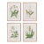 Vintage Botanical Study, Set Of 4 For Sale