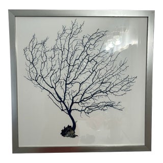 Natural Curiosities Navy Coral Print For Sale