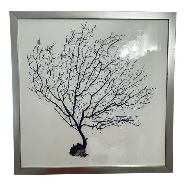 Natural Curiosities Navy Coral Print For Sale