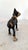 Early 20th Century Vintage Cast Iron Boston Terrier Dog Doorstop Early 20th Century For Sale - Image 5 of 5