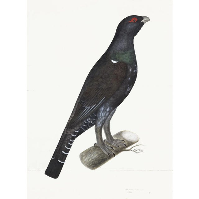 Capercaillie Cock Plate 07 by Olof Rudbeck (Cfa-Wd) For Sale In Atlanta - Image 6 of 6