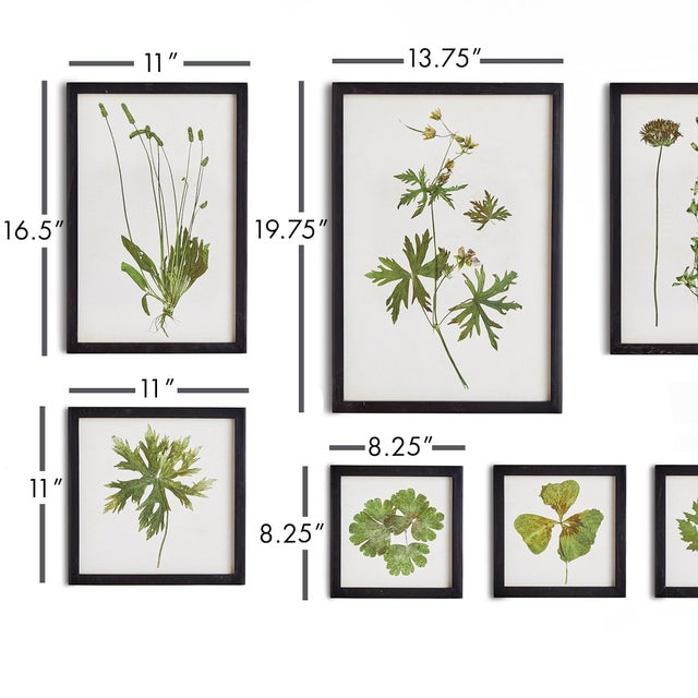These traditional botanical foliage study prints are a study of foliage that, s vibrant green, complemented with a black...