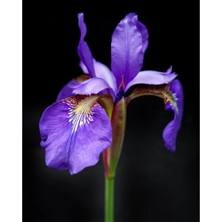 Botanical 51 Original Photography Print For Sale