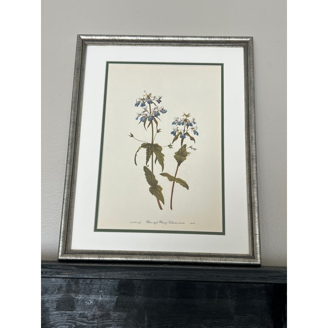 Vintage Botanical Set of 8 Framed - Authentic 1953 Wild Flower Prints For Sale - Image 4 of 5