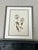 Vintage Botanical Set of 8 Framed - Authentic 1953 Wild Flower Prints For Sale - Image 4 of 5