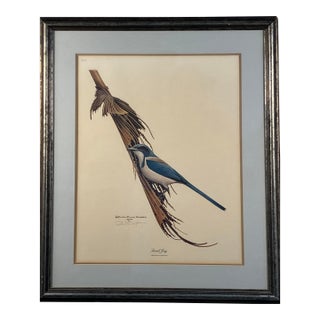 Richard Evans Younger Signed Print – Scrub Jay, 1973 For Sale