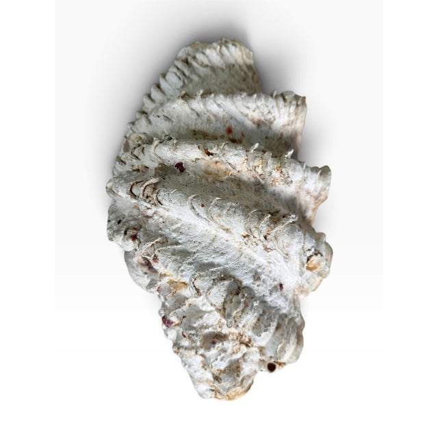 1990s Vintage Natural Giant Clam Shell – 11.5” Scalloped Coastal Specimen Bowl For Sale - Image 5 of 7