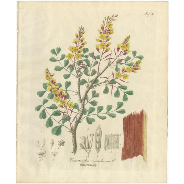 Antique Logwood Botanical Print, Haematoxylon Campechianum, c.1831 This distinctive botanical engraving depicts...