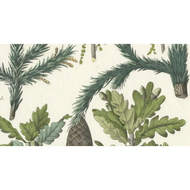 Calwer, Hand-Colored Botanical Illustration of Spruce, Oak, and Currant, 1854, Lithograph For Sale - Image 4 of 6