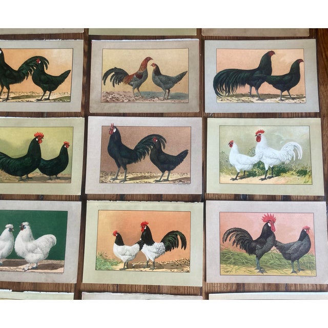 Authentic Collection of 19th Century Kramer Chicken Chromolithographs in Color For Sale - Image 9 of 9