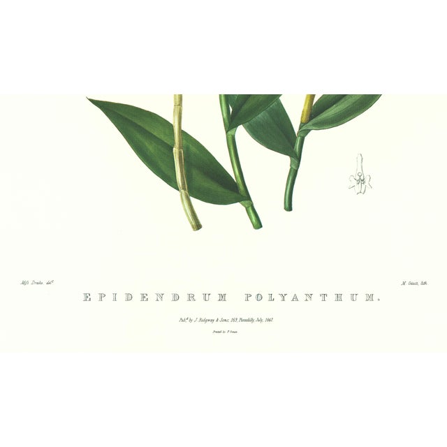 Realism Large 1973 Orchid Flower Lithograph "Epidendrum Polyanthum" (Many-Flowered Epidendrum) After James Bateman For Sale - Image 3 of 6