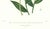 Realism Large 1973 Orchid Flower Lithograph "Epidendrum Polyanthum" (Many-Flowered Epidendrum) After James Bateman For Sale - Image 3 of 6