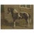 After Otto Eerelman, Danish Horse, 1898, Lithograph on Paper For Sale - Image 9 of 9