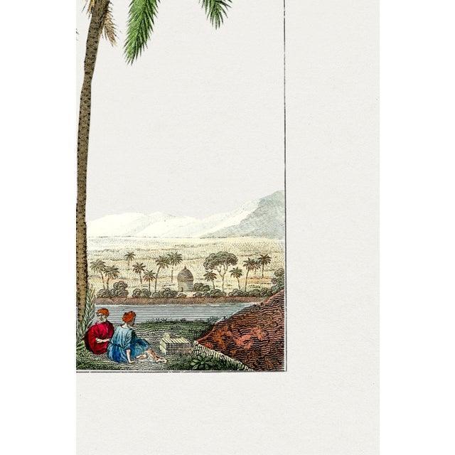 Vintage Date Palm Tree, Botanical Art Print Reproduction, 40" X 60" For Sale - Image 9 of 9
