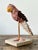 Folk Art Vintage Boho Shell Encrusted Bird on a Perch For Sale - Image 3 of 8