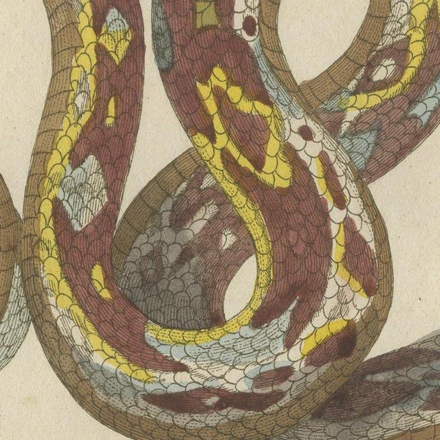 Bertuch, Two Patterned Snakes in Coils, 1805, Print For Sale - Image 6 of 12