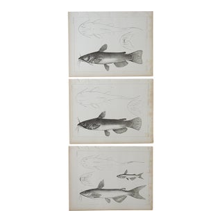 Mid 19th Century Us Pacifc Railroad Fish Lithograph Book Plate - Set of 3 For Sale