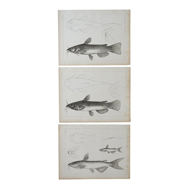 Mid 19th Century Us Pacifc Railroad Fish Lithograph Book Plate - Set of 3 For Sale