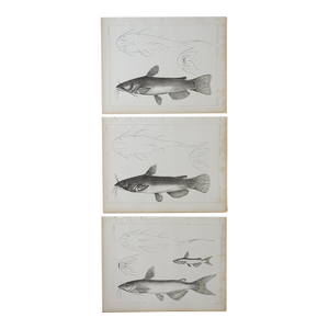 Mid 19th Century Us Pacifc Railroad Fish Lithograph Book Plate - Set of 3