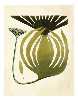 Harvey Seaweeds 10, Unframed Artwork