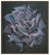 Realism 1980s Nocturnal Rose, Lowell Nesbitt For Sale - Image 3 of 5