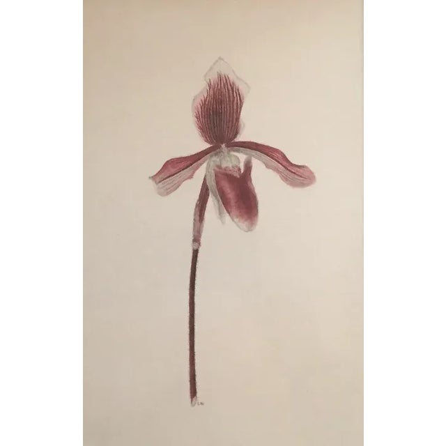 American Watercolor Botanical Painting of a Lady Slipper Orchid 1940's For Sale - Image 3 of 12