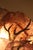 Metal Sculptural Tree Lamp attributed to Richard Faure for Maison Honore Paris, 1970s For Sale - Image 7 of 14