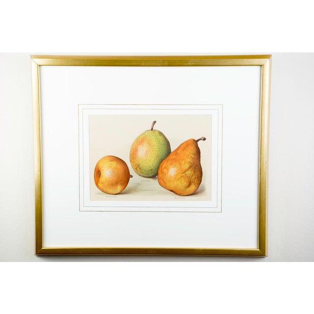 Traditional Pair Gold Fillet, Gilt Framed Vintage Pear Bookplates Circa 1890's For Sale - Image 3 of 9