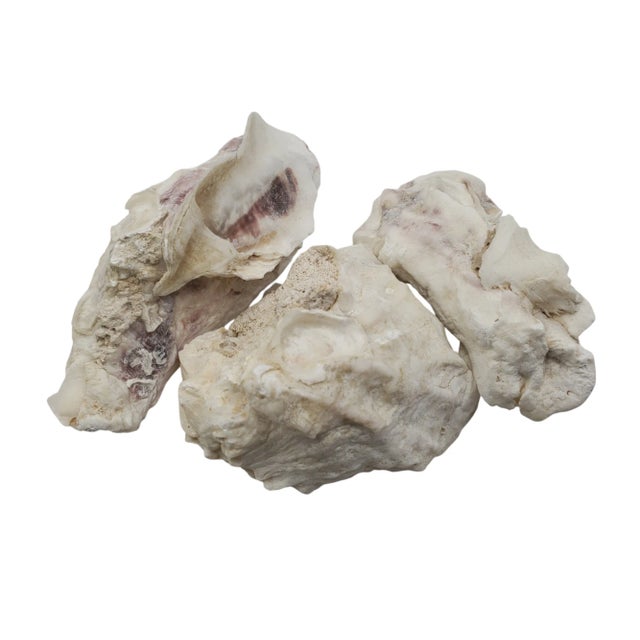 1990s White Filigree Porcelain Pottery Planter Weathered Shells For Sale - Image 10 of 10