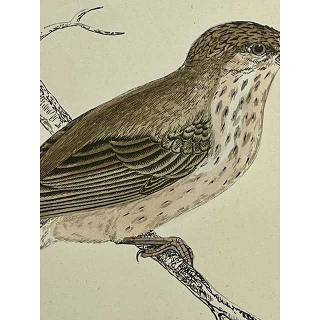 Late 19th Century Antique Hand Tinted Bird Print From England Featuring a Brown & Tan Long-Tailed Tit - Circa 1888 For Sale - Image 5 of 11