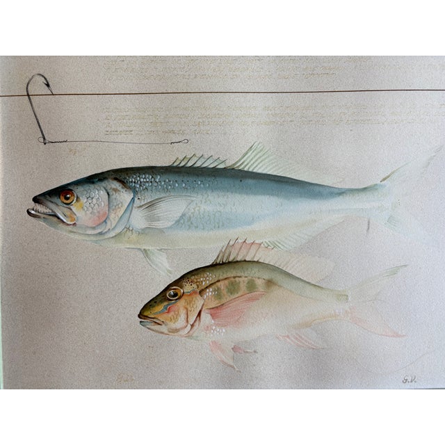 Mid 20th Century Midcentury Fish Watercolor, Signed, Matted and Framed For Sale - Image 5 of 6