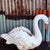 Paint Mid 20th Century Cast Stone Swan Planter Garden Ornament North Carolina 26" For Sale - Image 7 of 12