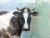 Matthew Paoletti "WI. Dairy Cow" Contemporary Naturalistic Rural Animal Painting of a Cow, 2022 For Sale - Image 10 of 11