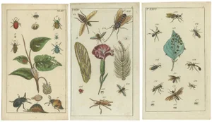 Gottlieb Tobias Wilhelm, Bugs, Leaves & Flowers, 1832, Prints, Set of 3