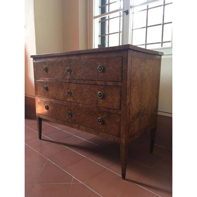 Late 18th Century Regency Elmwood Root Chest of Drawers, Italy, 1790 For Sale - Image 12 of 18