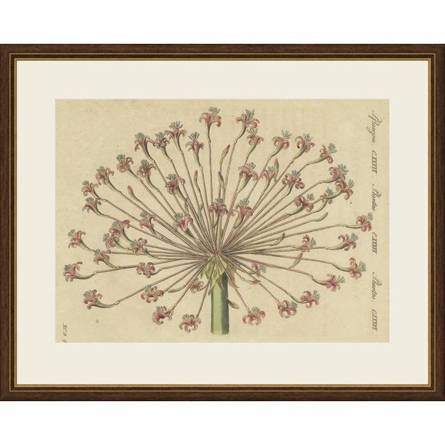 This antique botanical print from bertuch's bilderbuch shows the spectacular flower head of a brunsvigia, the candelabra...